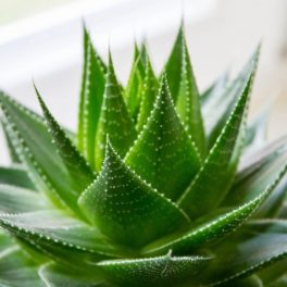 Aloe vera család